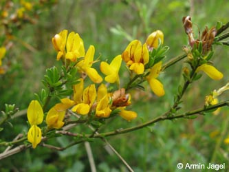 Genista_pilosa_Langenbergskopf_150510_ja01.jpg