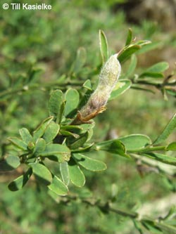 Genista_pilosa_Leutesdorf_290511_TK218.jpg