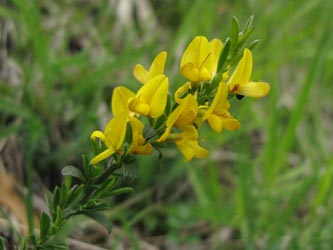 Genista_pilosa_SchlangenbergAachen010613_ja02.jpg