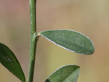 Genista_pilosa_Silberkuhle_190818_ja01.jpg