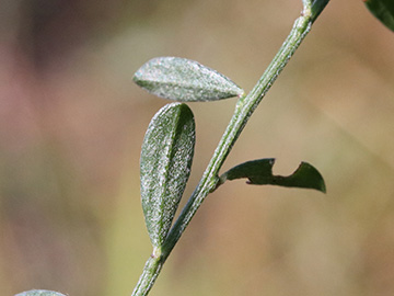 Genista_pilosa_Silberkuhle_190818_ja03.jpg