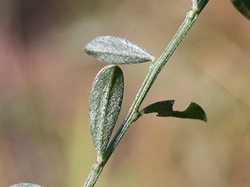 Genista_pilosa_Silberkuhle_190818_ja03.jpg