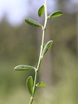 Genista_pilosa_Silberkuhle_190818_ja05.jpg