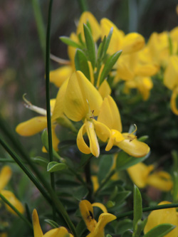 Genista_pilosa_Silberthal_Steinbach_Vogesen2016_190516_ja02.jpg