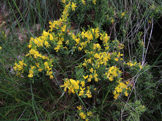 Genista_pilosa_Silberthal_Steinbach_Vogesen2016_190516_ja03.jpg