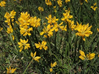 Genista_sagittalis_Brend_SWD2014_220614_ja01.jpg