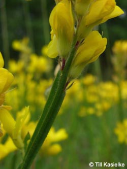 Genista_sagittalis_Dachsbusch_070612_TK43.jpg