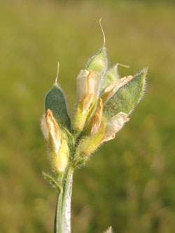 Genista_sagittalis_Oberbergen_Scheibenbuck_Kaiserstuhl2015_040615_ja01.jpg