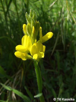 Genista_sagittalis_SWD2009_222_TK01.jpg