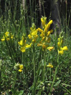 Genista_sagittalis_SWD2009_234_ja01.jpg