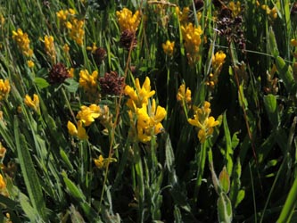 Genista_sagittalis_Schonach_Blindensee_SWD2014_220614_ja01.jpg