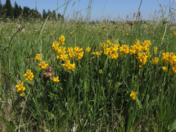 Genista_sagittalis_Schwarzwald2017_StollenbacherHof_150617_ja02.jpg