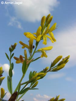 Genista_tinctoria_Attendorn250606_ja01.jpg