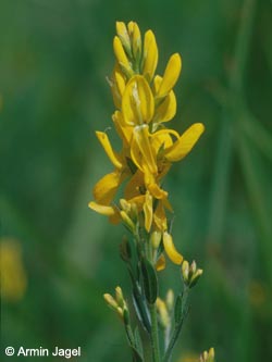 Genista_tinctoria_Attendorn_ja03.jpg