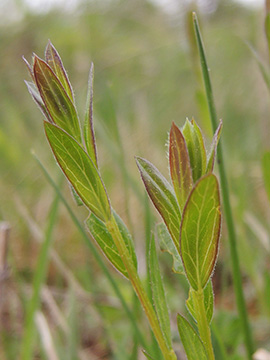 Genista_tinctoria_Hemer-Apricke_Hoppenberg_290418_ja02.jpg