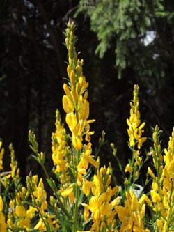 Genista_tinctoria_Kirnbergsee_Braeunlingen_SWD2014_220614_ja02.jpg