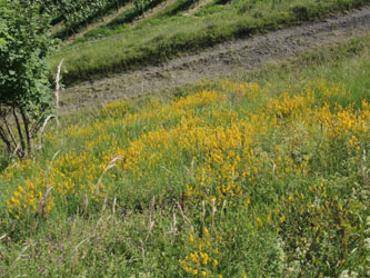 Genista_tinctoria_Oberbergen_Scheibenbuck_Kaiserstuhl2015_040615_ja01.jpg