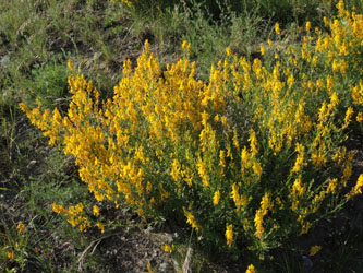 Genista_tinctoria_Oberbergen_Scheibenbuck_Kaiserstuhl2015_040615_ja10.jpg