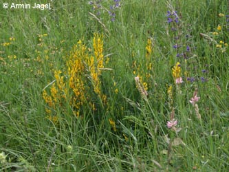 Genista_tinctoria_SWD_Kaiserstuhl2009_CB01.jpg