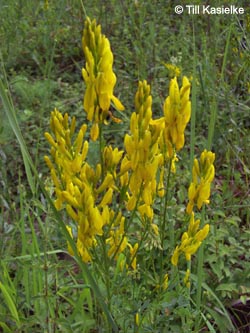 Genista_tinctoria_Spitznack-Loreley_080612_TK38.jpg