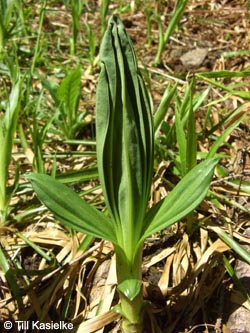 Gentiana_lutea_SWD2009_TK182.jpg