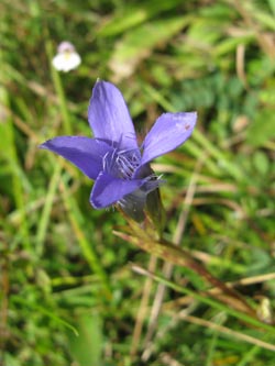 Gentianella_ciliata_Eifel140909_ja02.jpg