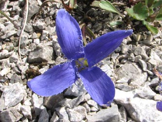 Gentianopsis_ciliata_Sareiserjoch_030911_VD01.jpg