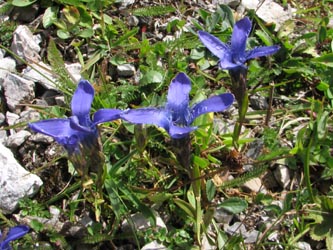 Gentianopsis_ciliata_Sareiserjoch_030911_VD02.jpg