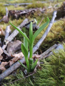 Gentianopsis_ciliata_Steinbruch_ElsingerWeg_Geseke_270615_ja02.jpg