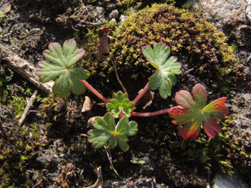 Geranium_columbinum_220917_ja01.jpg