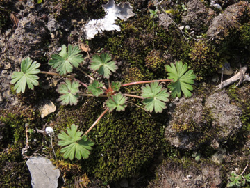 Geranium_columbinum_220917_ja12.jpg