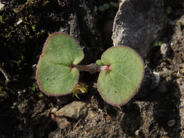 Geranium_columbinum_220917_ja18.jpg