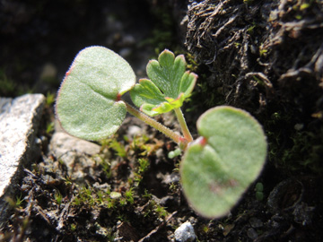 Geranium_columbinum_220917_ja20.jpg