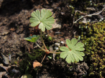 Geranium_columbinum_220917_ja23.jpg