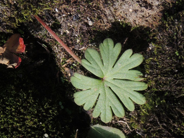 Geranium_columbinum_220917_ja25.jpg