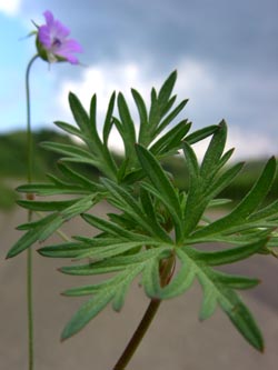 Geranium_columbinum_BadbergKaiserstuhl_220509_TK01.jpg