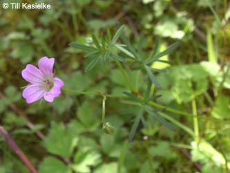 Geranium_columbinum_GEOTag2012_01_TK17.jpg