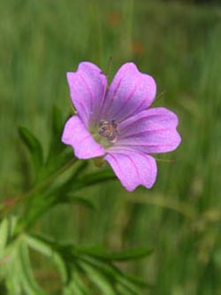 Geranium_columbinum_Geseke070606_ja01.jpg