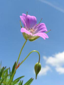 Geranium_columbinum_Geseke070606_ja03.jpg