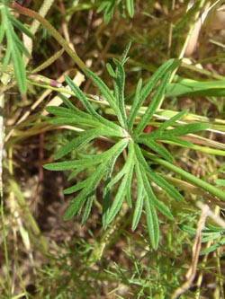 Geranium_columbinum_Geseke300509_TK01.jpg