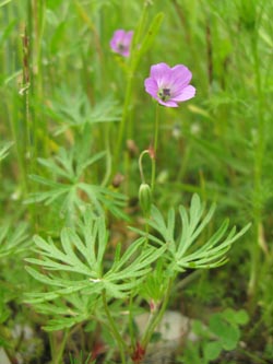 Geranium_columbinum_GesekeA18_090613_ja04.jpg