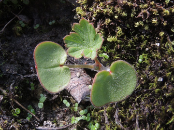 Geranium_columbinum_Steinbruch_ElsingerWeg_Geseke_220917_ja15.jpg