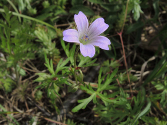 Geranium_columbinum_Strangenberg_Westhalten_Vogesen2016_220516_ja01.jpg