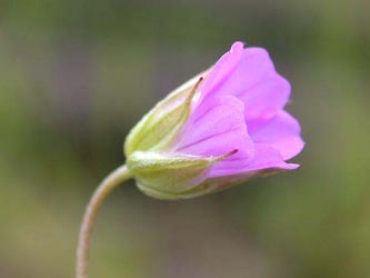 Geranium_columbinum_ja01.jpg