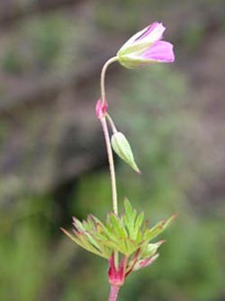 Geranium_columbinum_ja03.jpg