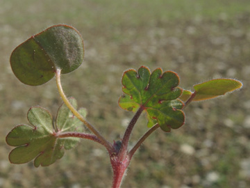 Geranium_dissectum_220917_ja04.jpg