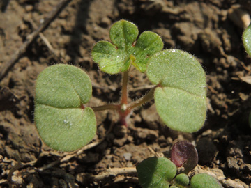 Geranium_dissectum_220917_ja10.jpg