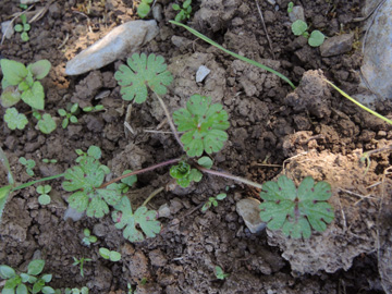Geranium_dissectum_220917_ja22.jpg