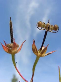 Geranium_dissectum_BO180606_ja04.jpg