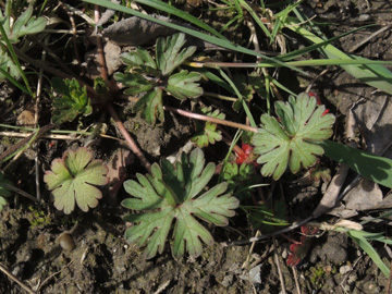 Geranium_dissectum_BOObstwiese_250317_ja09.jpg